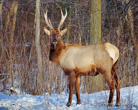 Elk In Snow_52456.jpg - Photographed near Kanata, Ontario, Canada.
